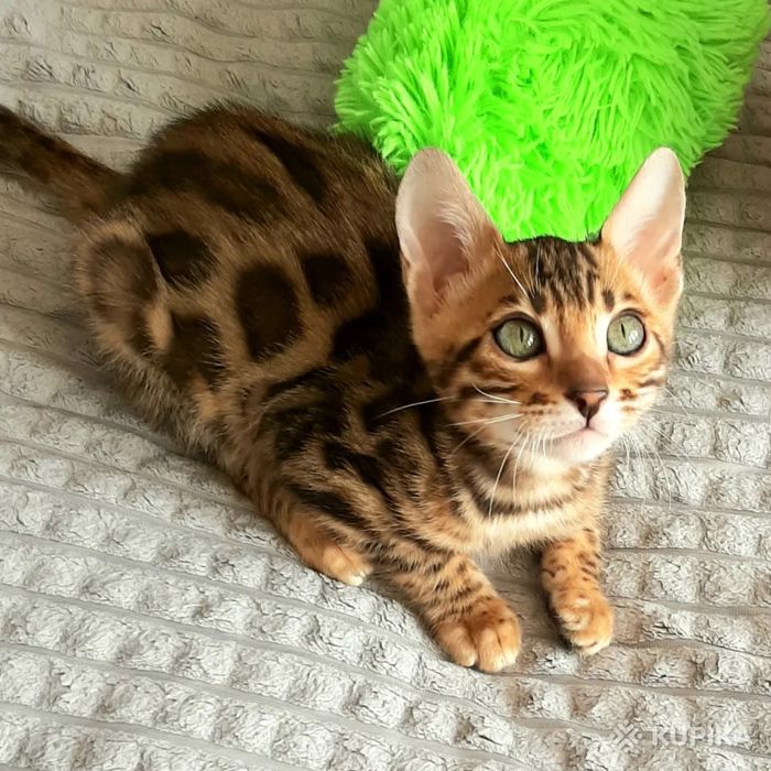 Продам Бенгальского кота
