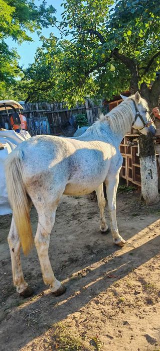 Cal de vanzare - judetul Iasi