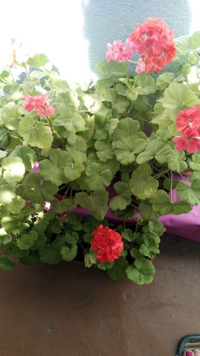 Герань комнатная