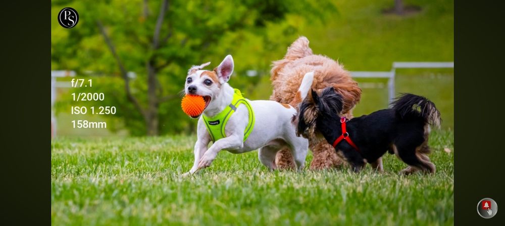 NIKON D40 arzon narxda sotiladi