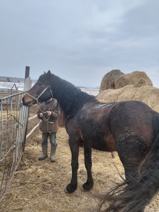 Продается жеребецов...