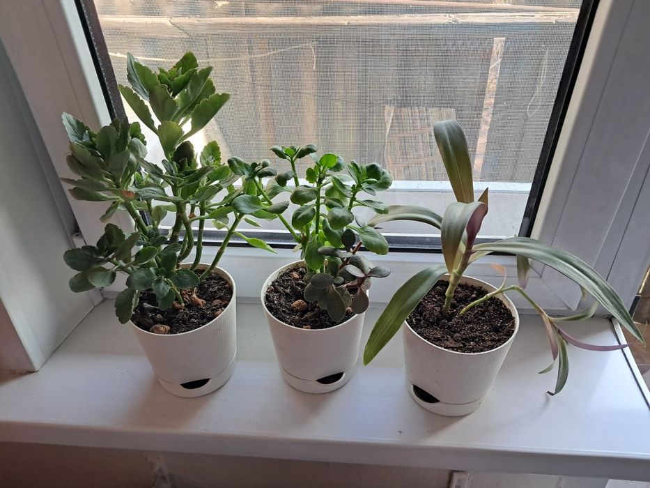 Комнатные цветы продам