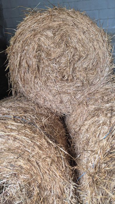 Продавам Бали просо !