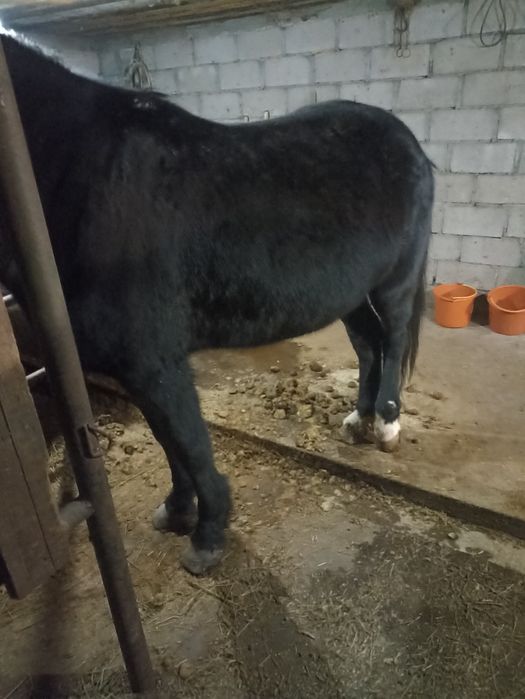 Продам лошадей 3 головы