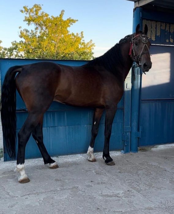 Продам элитного Орловца