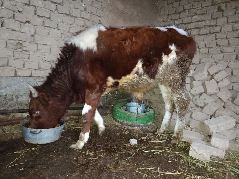 Бордақыланған өгізшелер бар