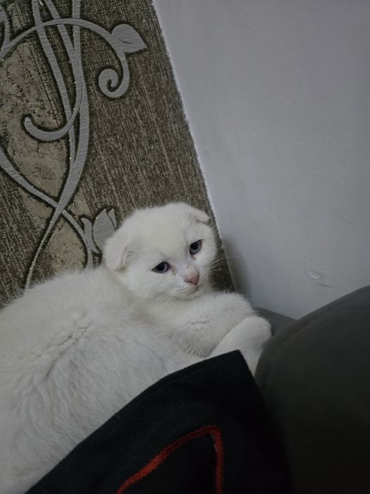 Продется скоттиш фолд, 2мес. Мальчик