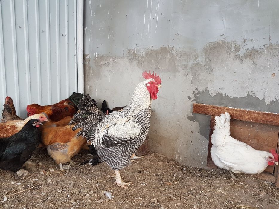 Инкубационное яйцо домашних кур