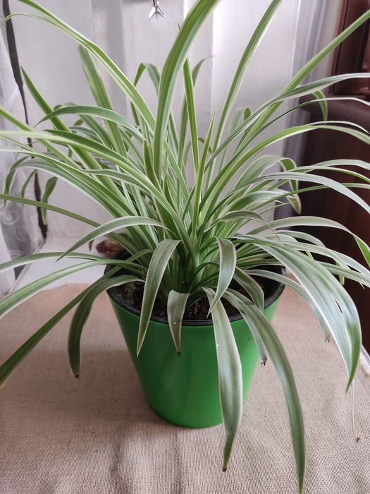 Хлорофитум лучший очиститель воздуха