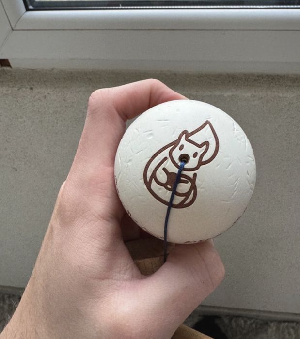 Tama erracticsquirrel