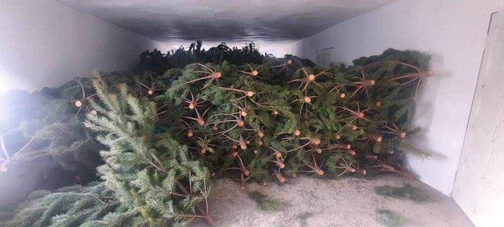 Новогодние елки.Сосны, ели .