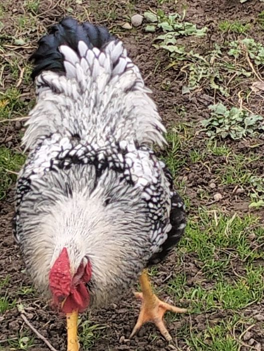 Vand cocos Wyandotte