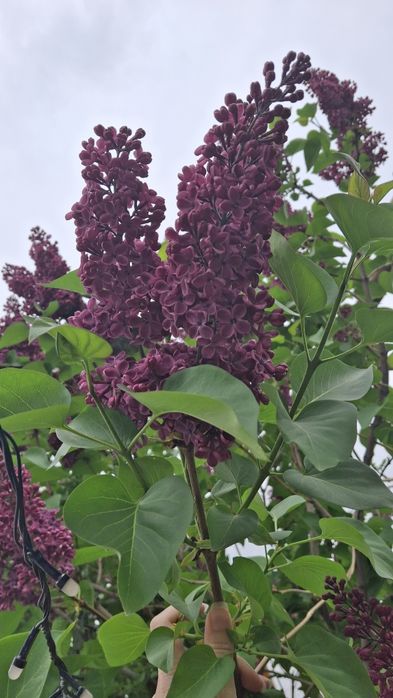 Сирень калированная