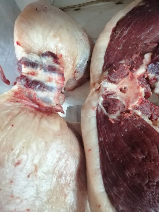 Согым на любые мероприятия