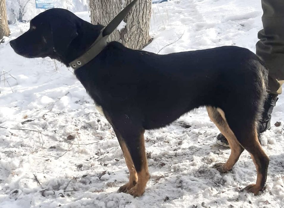 Сторожа, компаньоны, звоночки