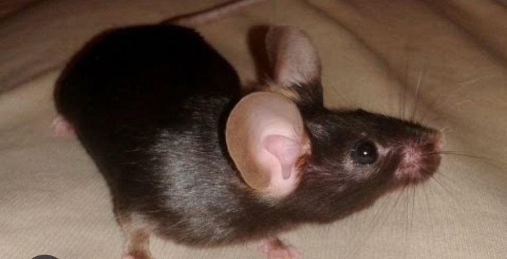 Мышки декоративные