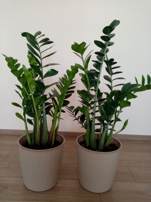 Vând flori superbe Zamioculcas
