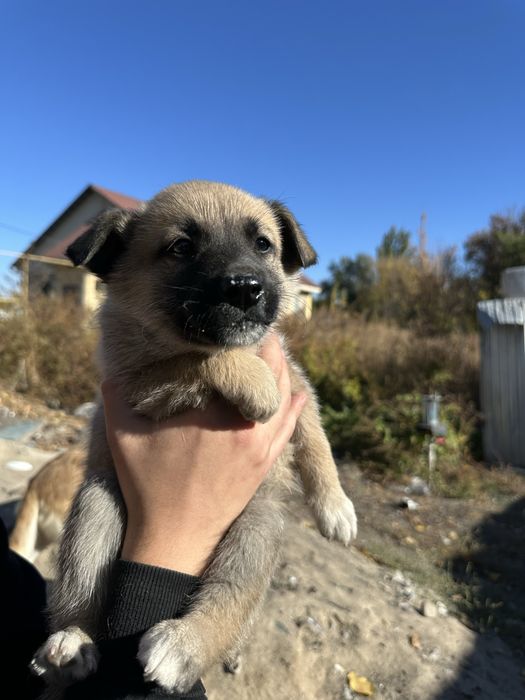 Отдам щенят в добрые руки