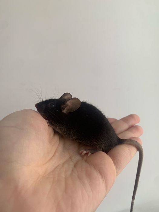 Декоративная мышь(самец) окраса Total Black