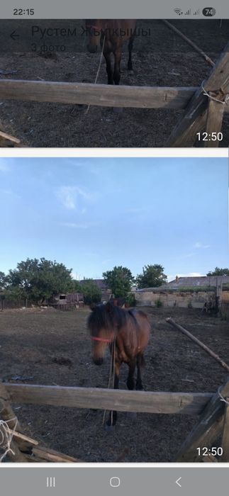 Продам лошадь(жеребец)