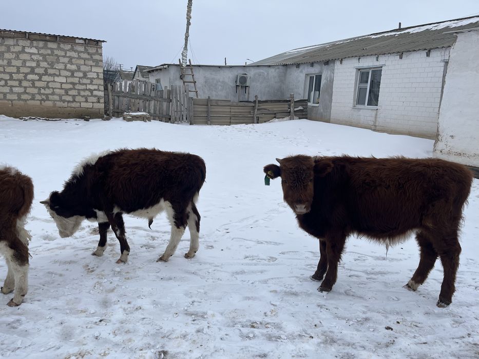 Букаа  сатыладыы 2