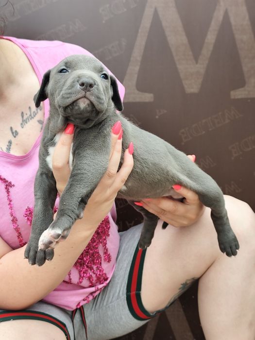 Американско Були Хл American bully Xl ABKC