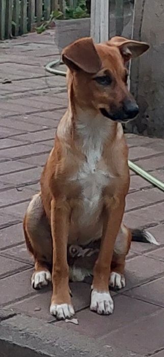 Чудесный шенок. 6 месяцев.