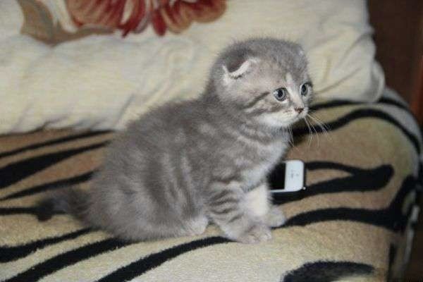 Вислоухие Шотландские котята