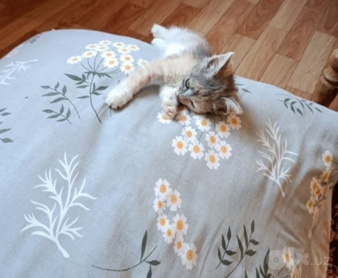 Котята в добрые руки.