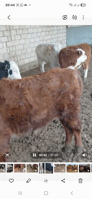 Буқалар сатылады