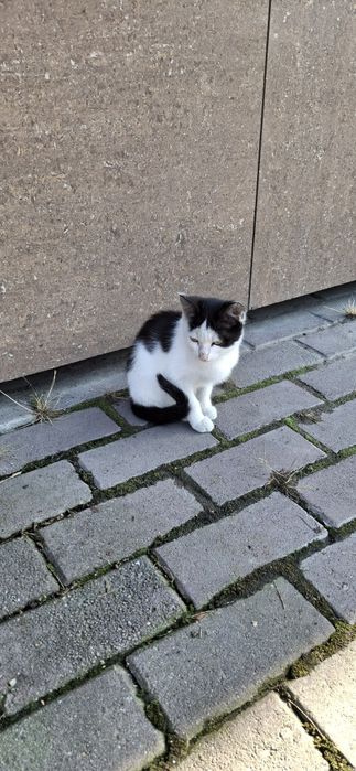 Отдам котёнка, в добрые руки