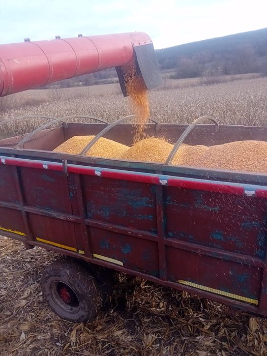 Porumb  de vânzare 1 leu kg