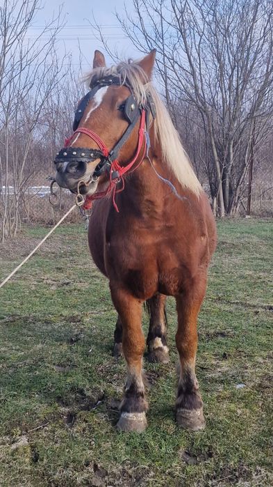 Vând iapa gestant de 7 ani