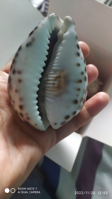 Необычный подарок. Ракушки с Чёрного моря