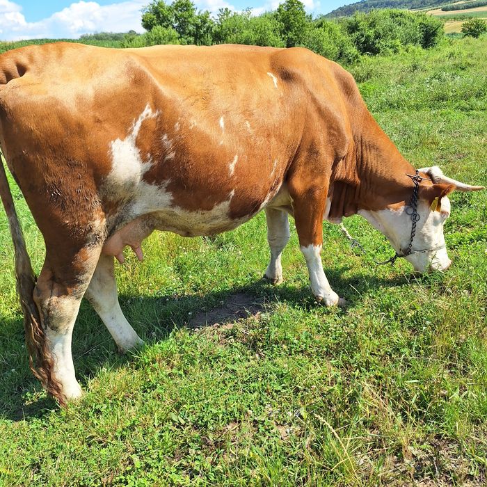 Vaca de vanzare gestanta în 9 luni