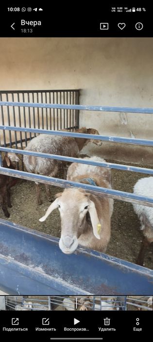 Арашан саулыктар сатылады