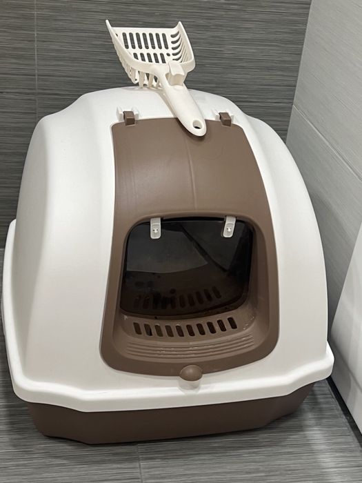 Shatl Scottish Fold mushuk кошка кот