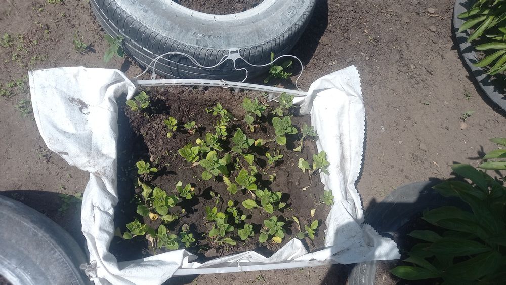 Цветы рассада продам