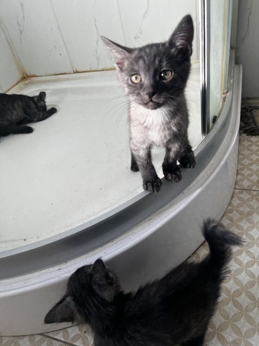 Отдам котят в добрые руки