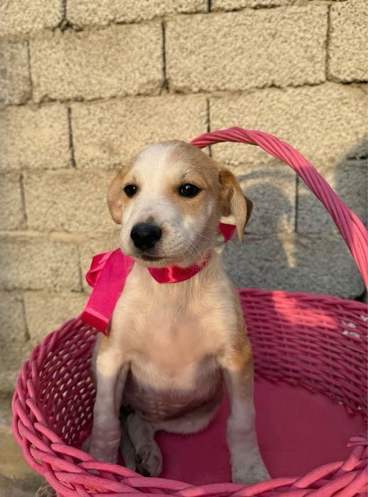 Отдаю щенков в добрые руки