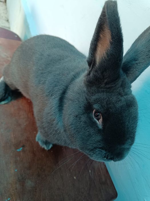 Vienez Albastru  mascul