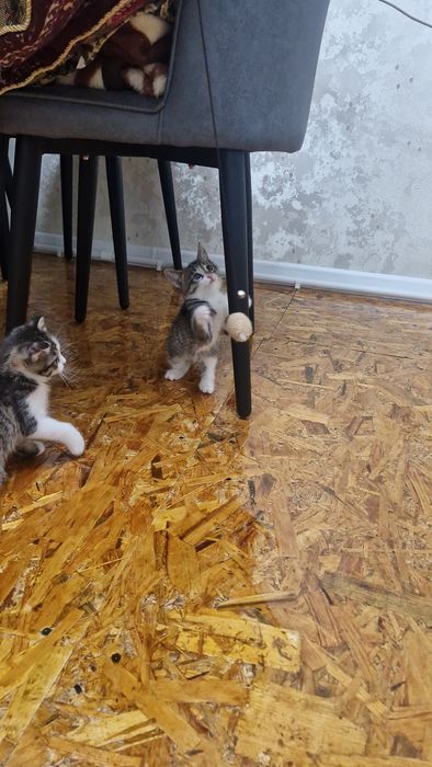 Отдам котят в хорошие руки бесплатно