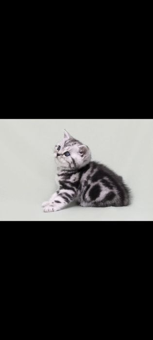 Британские котята