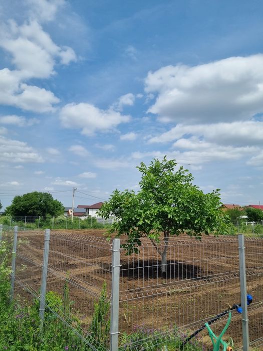 Vand teren Cornetu ( Cornilor)