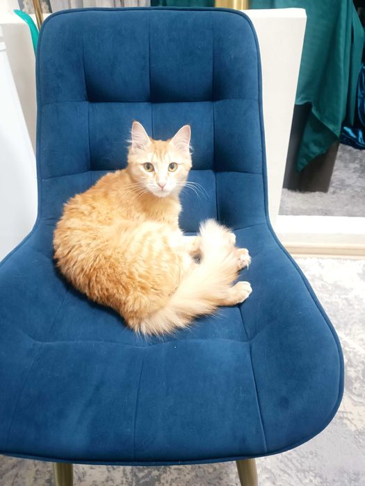 Девочка милашка, стерилизованная