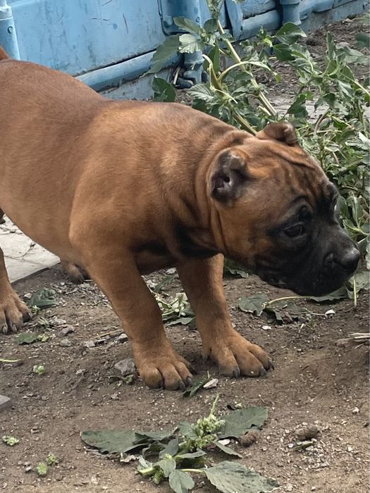 Щенки американский булли