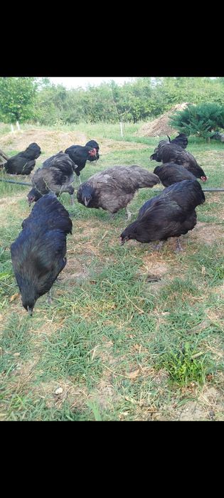 Găini și Cocosi Australorp 2026