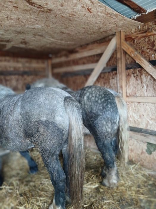 Vand iepe manza foarte cuminti