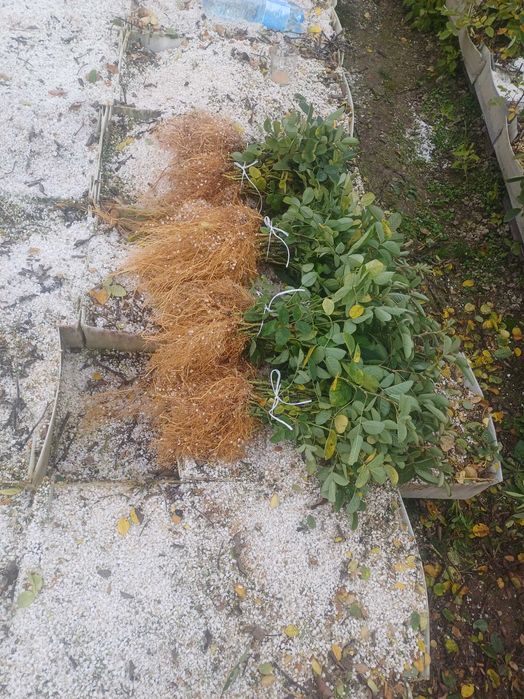 Разсад Роза Дамасцена