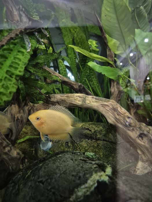 Северум красноточечный